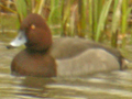 Ferruginous Duck x Common Pochard hybrid